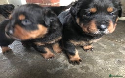Rottweiler dogs for sale: Rottweiler Puppies with Pedigree Papers - Image 4