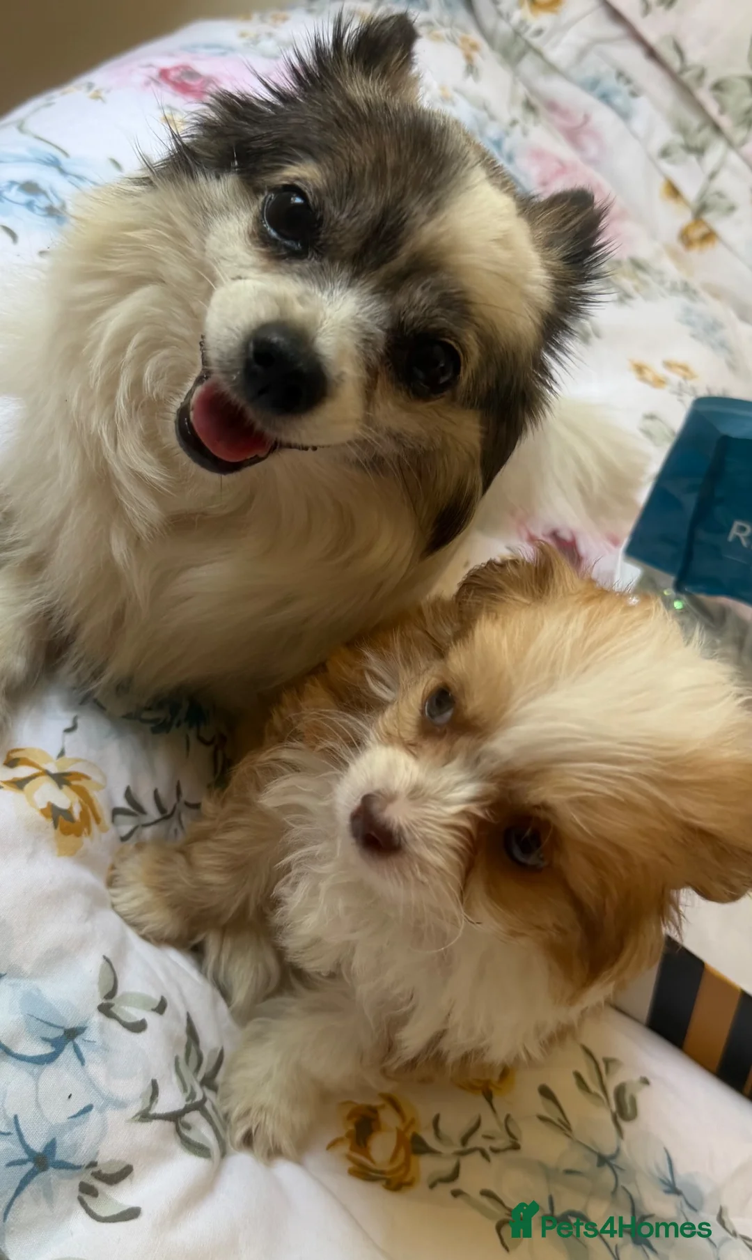 Chihuahua dogs for sale: Chihuahua puppies - Advert 1