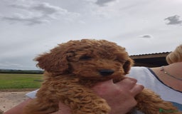 Toy Poodle dogs for sale: Toy Poodles 1 Bitch available  - Image 8