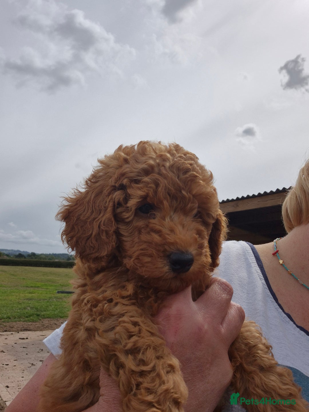 Toy Poodle dogs for sale: Toy Poodles 1 Bitch available  - Image 8