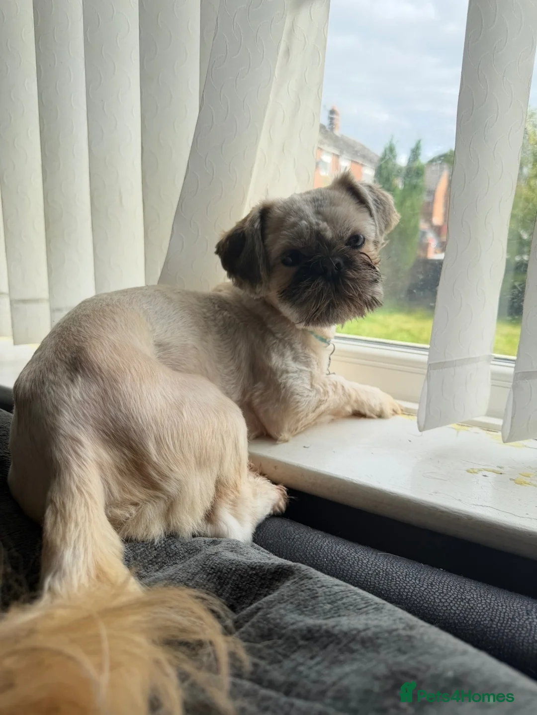 Shih Tzu dogs for sale: Bramley - 2 year old Shih Tzu in Saint Helens - Advert 2
