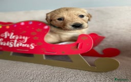 Golden Retriever dogs for sale: Rare & wonderful petite golden retrievers - Image 29