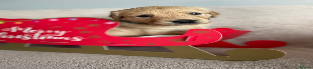 Golden Retriever Puppy 3