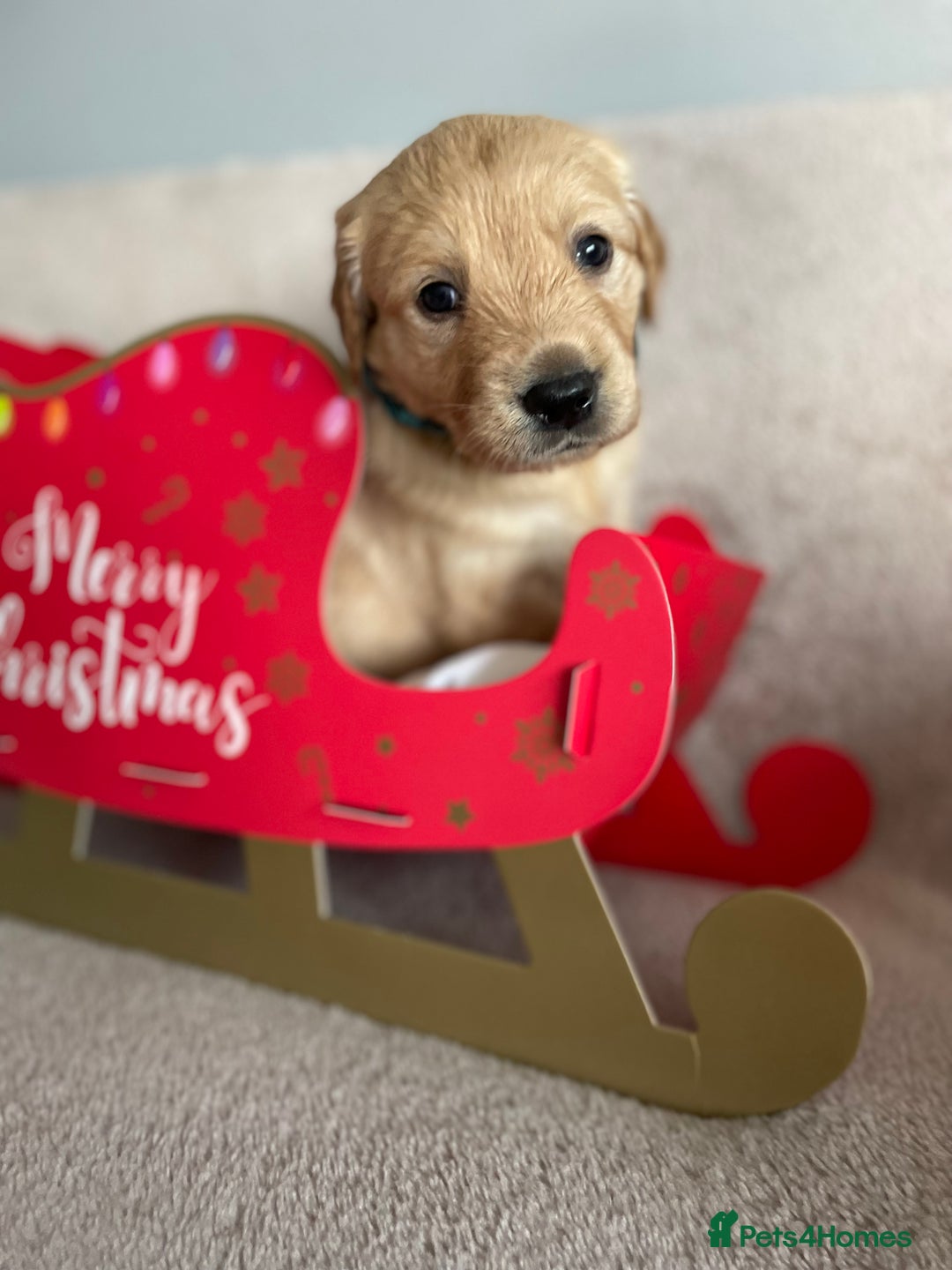 Golden Retriever dogs for sale: Rare & wonderful petite golden retrievers - Image 29