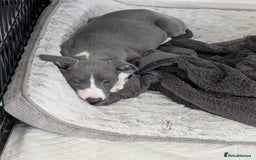 Whippet dogs for sale: 🥰Beautiful blue and white whippet puppies 🥰 - Image 5