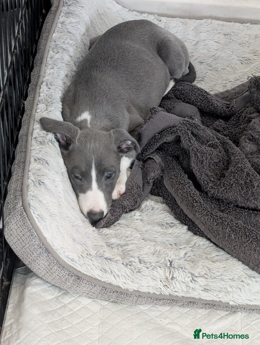 Whippet dogs for sale: 🥰Beautiful blue and white whippet puppies 🥰 - Image 5
