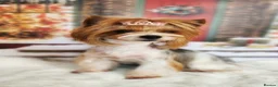 Biewer Terrier dogs for sale: Cute Biewer Terrier puppies  in Luton - Advert 8