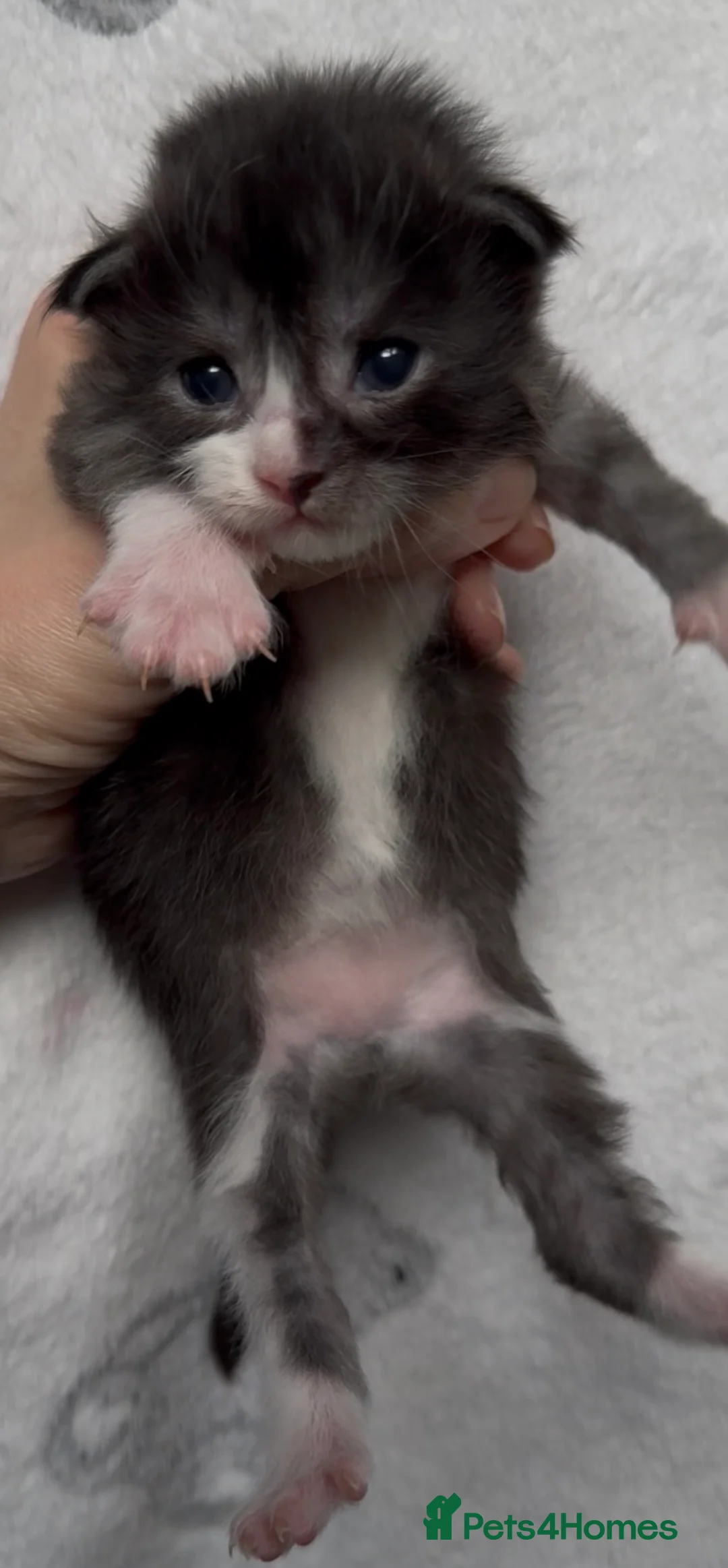 Maine Coon cats for sale: Stunning Maine Coon Kittens Unique Black Smokes - Advert 7