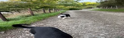 Border Collie dogs for sale: Border Collie Pup - Glen 🐾 - Advert 7