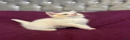 British Shorthair cats for sale: Gccf British Shorthair kittens  - Advert 21