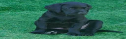 Labrador Retriever dogs for sale: Black Male Pup in Rainham - Advert 2