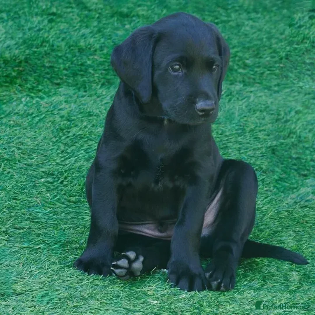 Labrador Retriever dogs for sale: Black Male Pup in Rainham - Advert 2