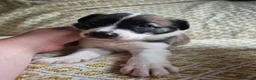 Border Collie dogs for sale: Border Collie puppies for sale in Crediton - Advert 19