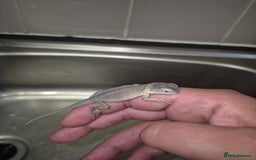 Bearded Dragon reptiles for sale: Baby bearded  dragons  - Image 24