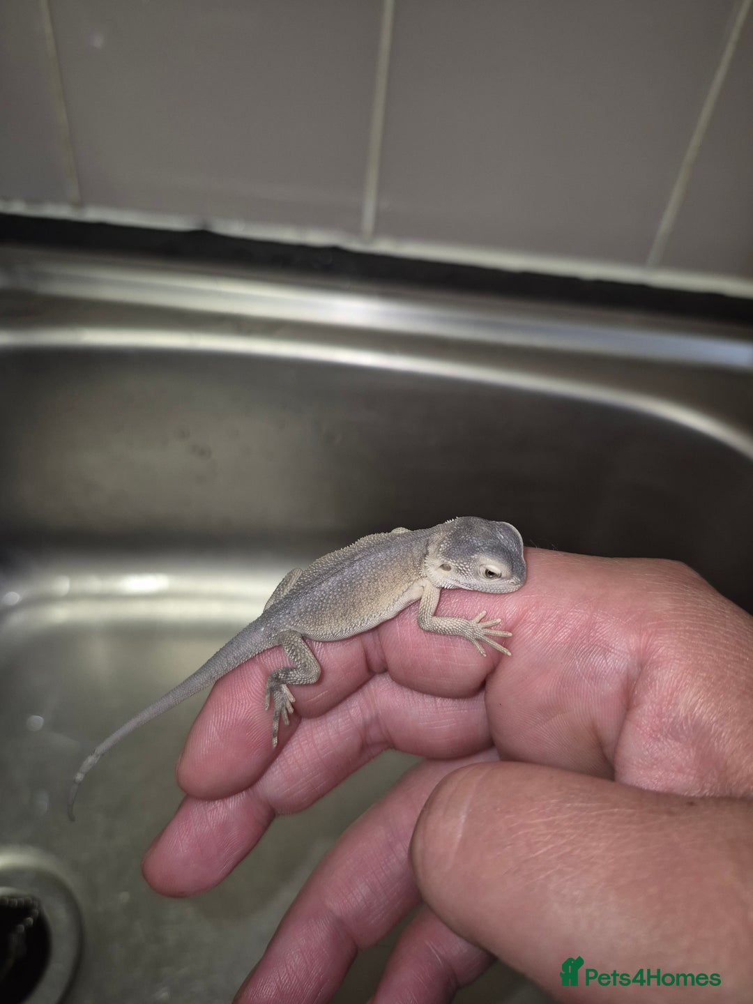 Bearded Dragon reptiles for sale: Baby bearded  dragons  - Image 24