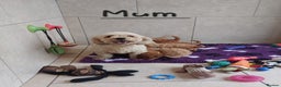 Cavachon dogs for sale: Cavapoochon puppies 💕 - Advert 14