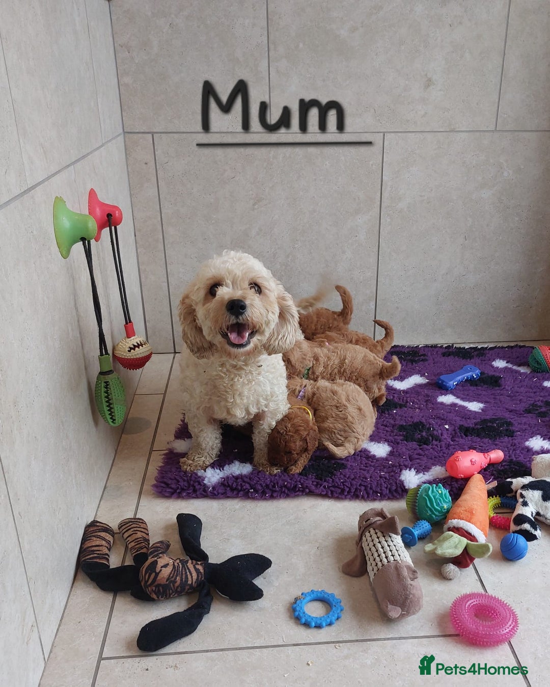 Cavachon dogs for sale: Cavapoochon puppies 💕 - Advert 14