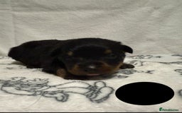 Rottweiler dogs for sale: KC Registered Litter of Rottweilers 💙💗 - Image 8