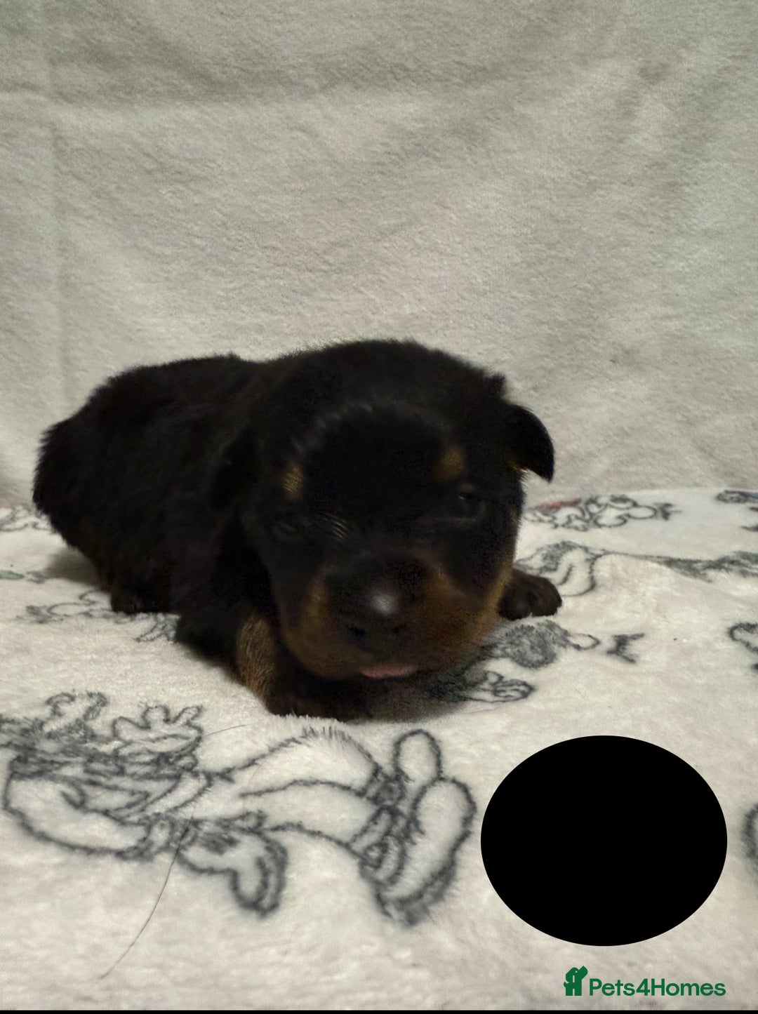 Rottweiler dogs for sale: KC Registered Litter of Rottweilers 💙💗 - Image 8