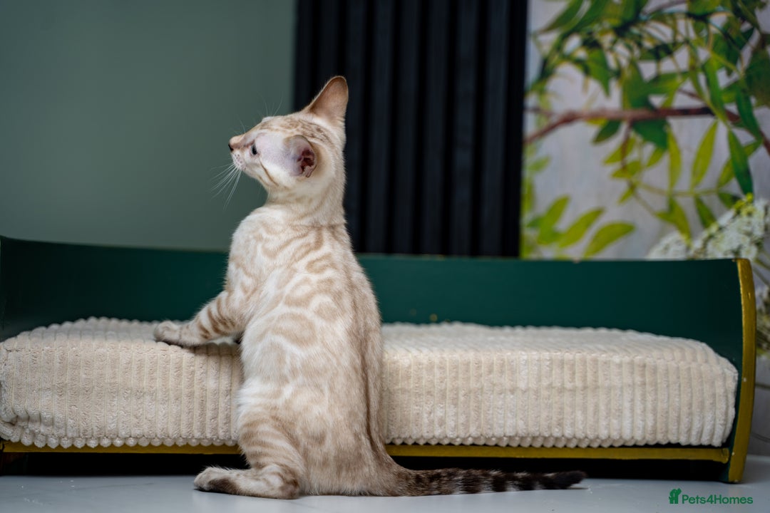 Bengal cats for sale: GOOBER-Snow Lynx Pure Bengal-TICA REG.-Playful boy - Advert 15