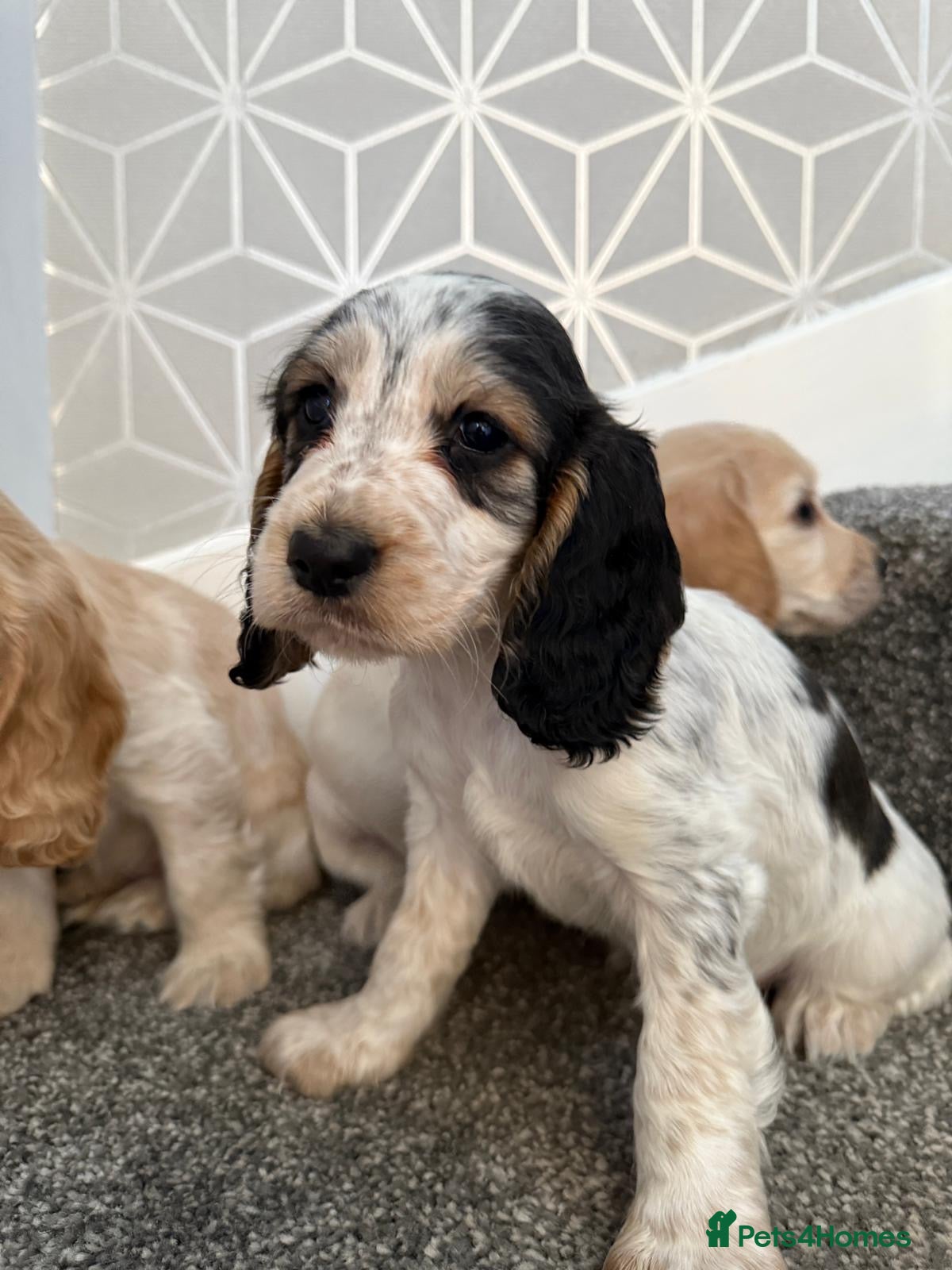 Cocker Spaniel dogs  Beautiful Cocker Spaniel Puppy!  - Advert 3