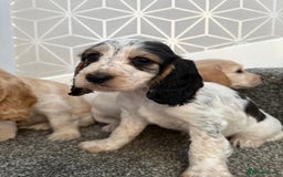 Cocker Spaniel dogs for sale: Beautiful Cocker Spaniel Puppies. - Advert 1