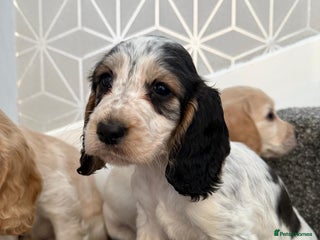 Cocker Spaniel dogs Beautiful Cocker Spaniel Puppies. - Advert 3