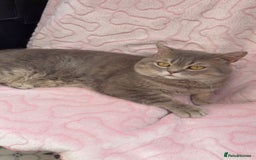 British Shorthair cats for sale: Friendly Male British Shorthair Kitten + Stuff in Birmingham - Image 7