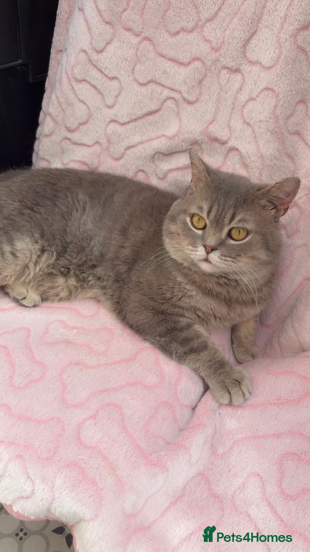 British Shorthair cats for sale: Friendly Male British Shorthair Kitten + Stuff in Birmingham - Image 7