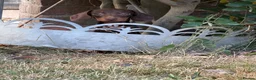 Miniature Dachshund dogs for sale: Miniature dachshund puppies reduced  - Advert 9