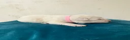 German Shepherd dogs for sale: EXCEPTIONAL WHITE GERMAN SHEPHERD PUPPIES FOR SALE - Advert 3