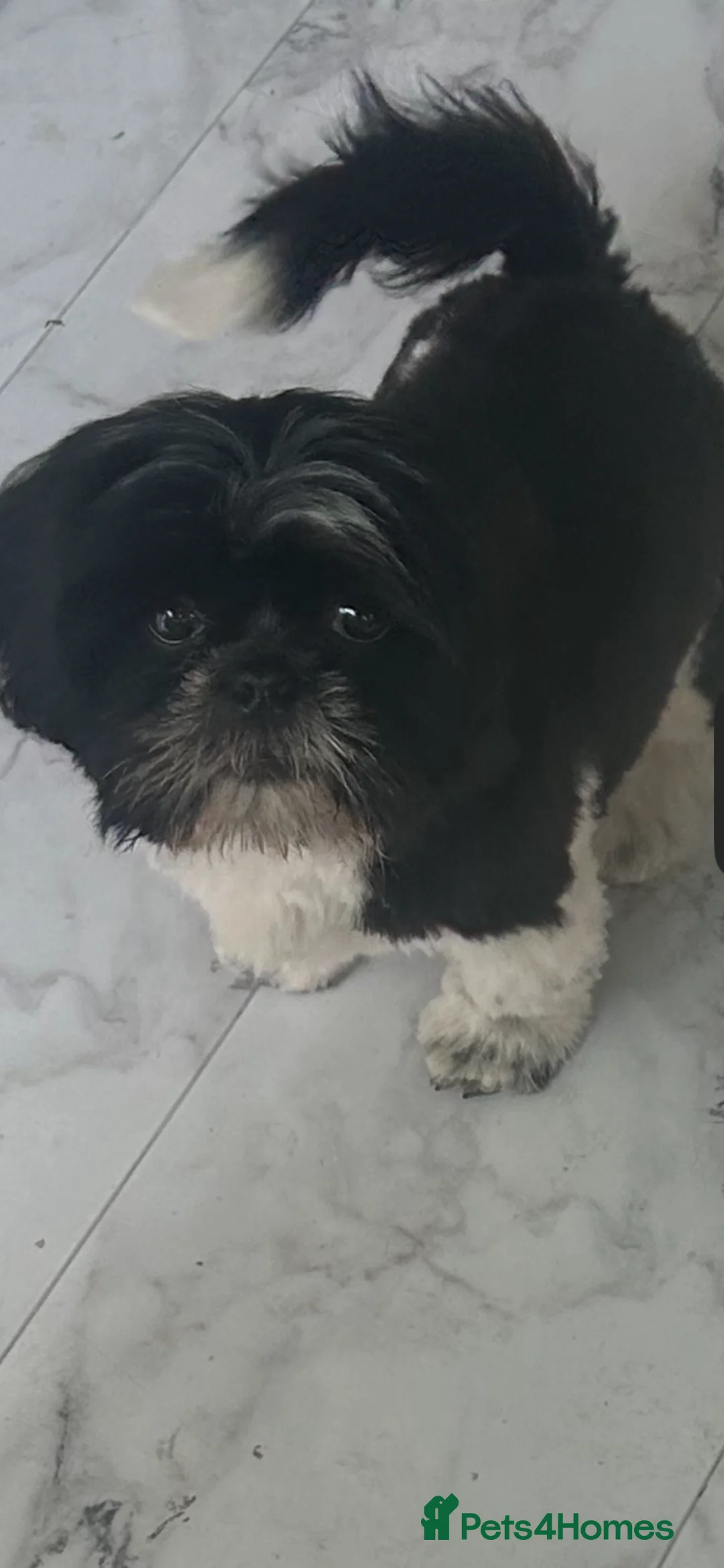 Shih Tzu dogs for sale: Boy Shih Tzu for sale  - Advert 1