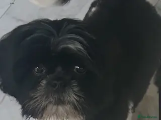 Shih Tzu dogs Boy Shih Tzu for sale - Advert 8