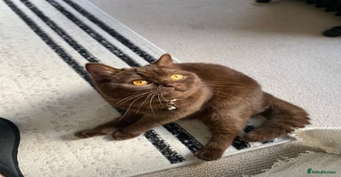 British Shorthair cats - Advert 2