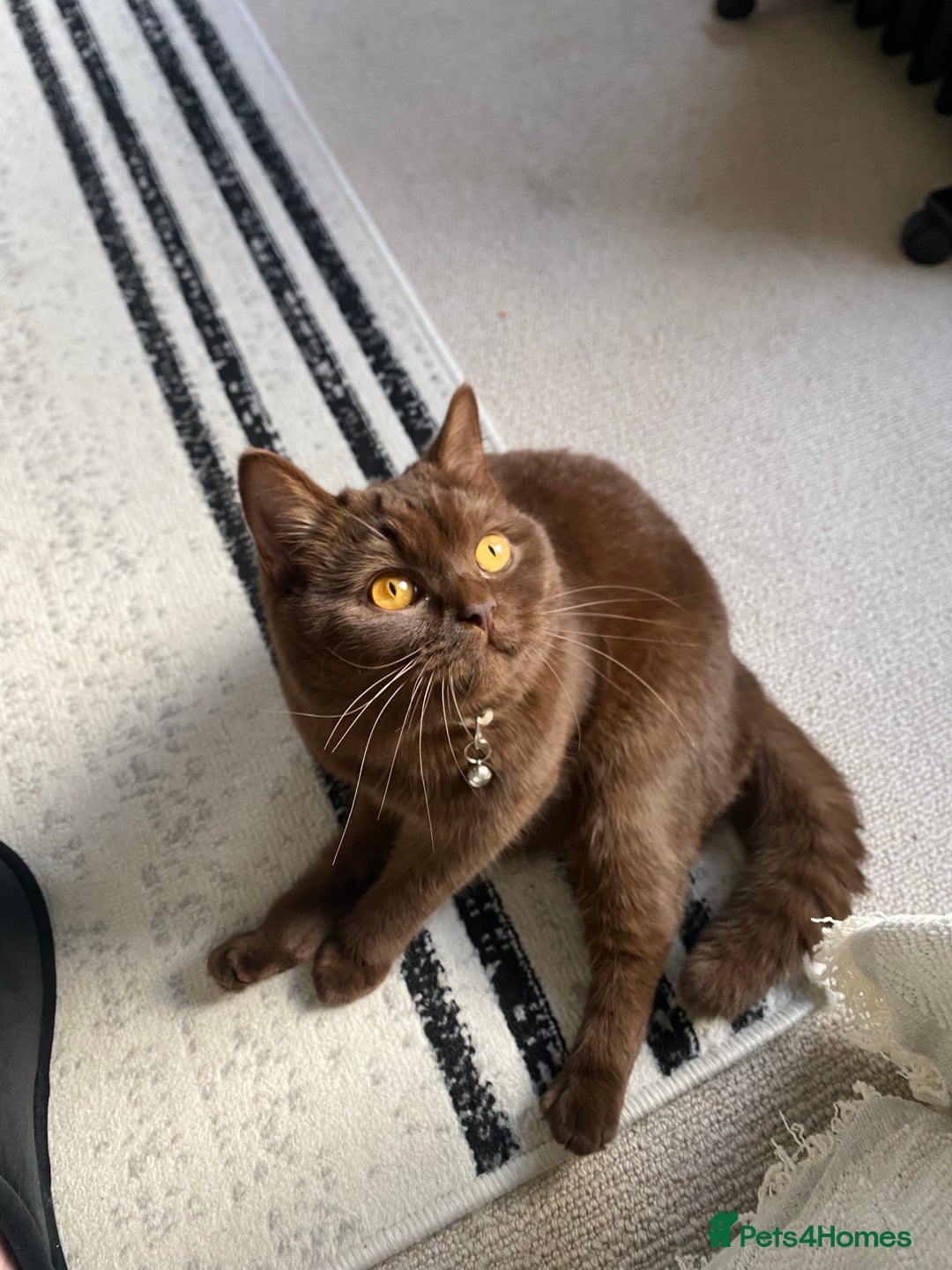 British Shorthair cats for sale: Female cinnamon brown British shorthair  - Image 2