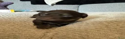 Mixed Breed dogs for sale: Pug/long haired mini dachshund  - Advert 2