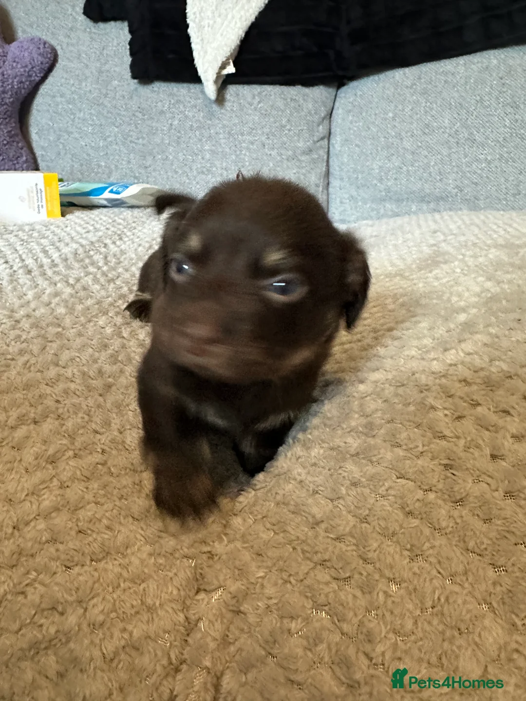 Mixed Breed dogs for sale: Pug/long haired mini dachshund  - Advert 2