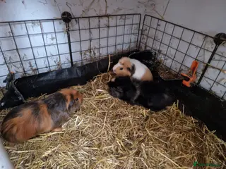 Guinea Pig rodents 12 Guinea pigs - Advert 12