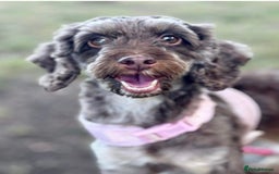 Cockapoo dogs for sale: 4 year old female cockerpoo - Image 1