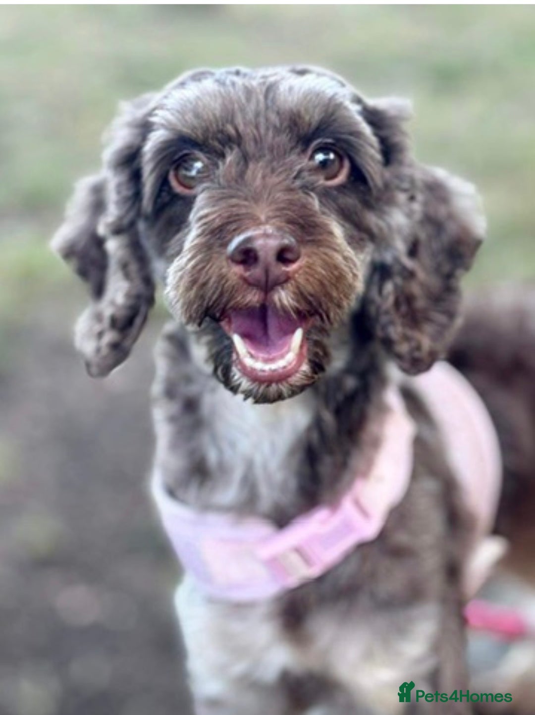 Cockapoo dogs for sale: 4 year old female cockerpoo - Image 1