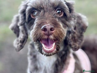 Cockapoo dogs - Advert 2