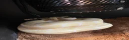 Python Snake reptiles for sale: Glen  Durbin  in Bromsgrove - Advert 4