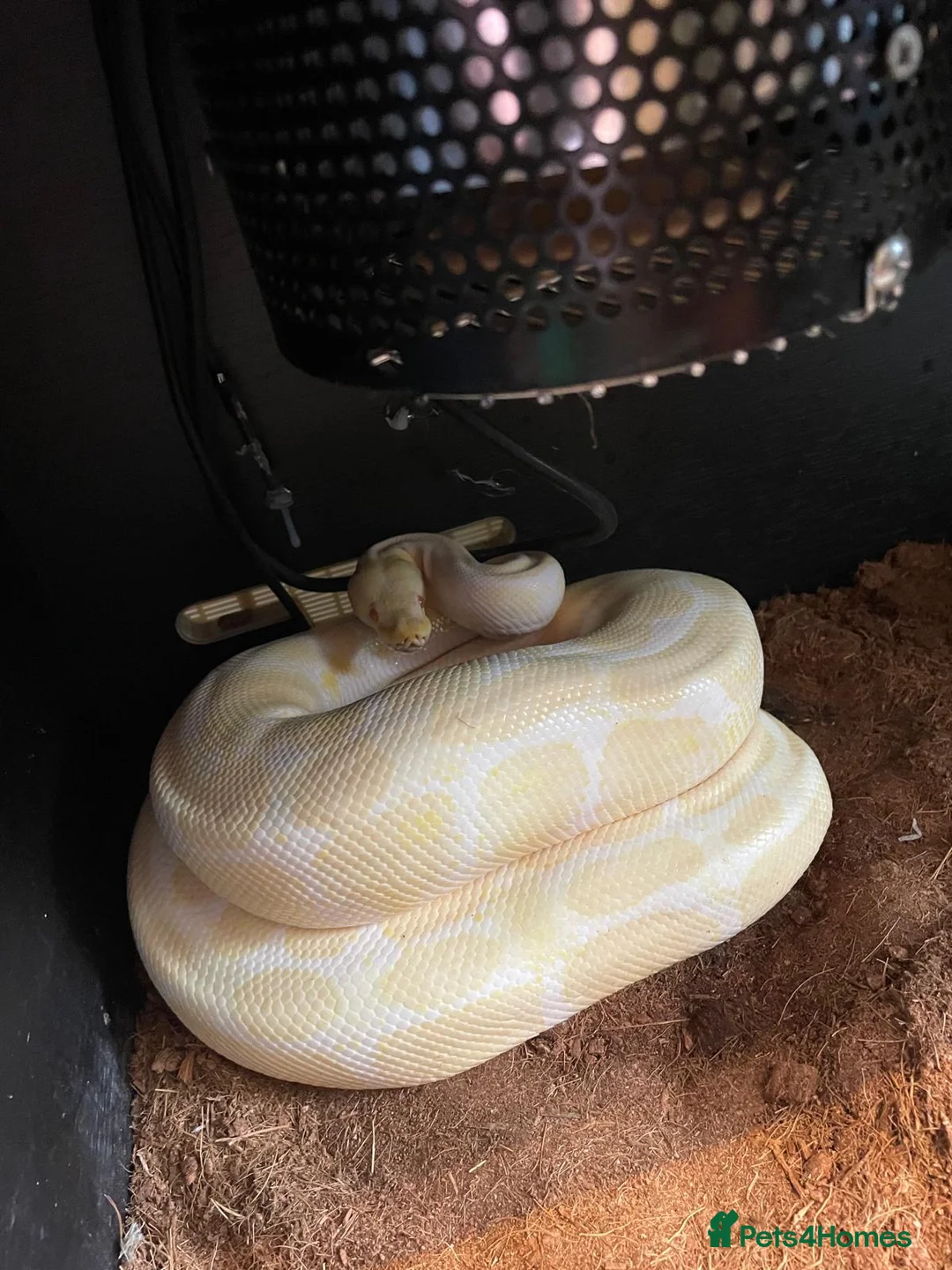 Python Snake reptiles for sale: Glen  Durbin  in Bromsgrove - Advert 4