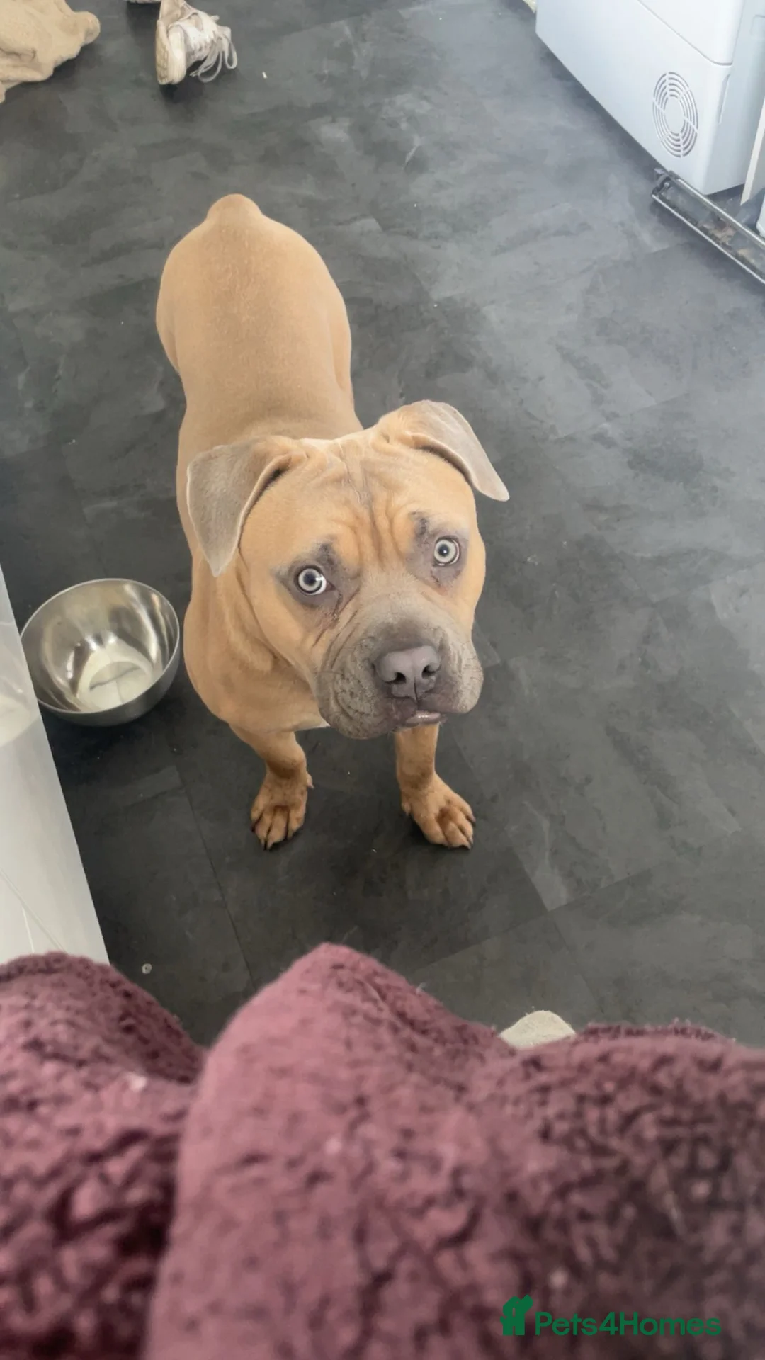 Mixed Breed dogs for sale: Teddy  - Advert 2