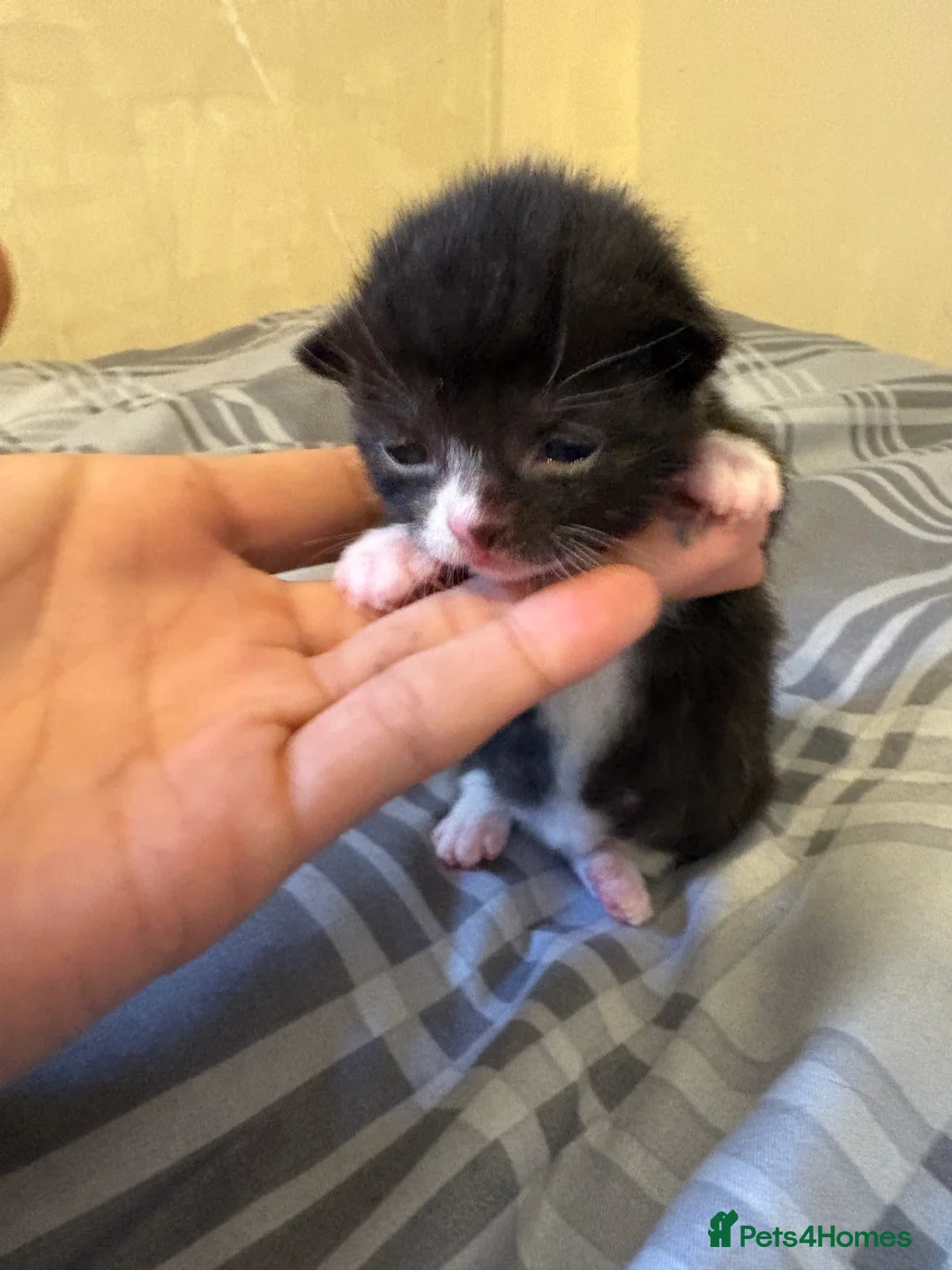 Mixed Breed cats for sale: Kittens  - Advert 2