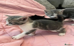 Mixed Breed cats for sale: Mixed Bengal Kittens  - Image 11