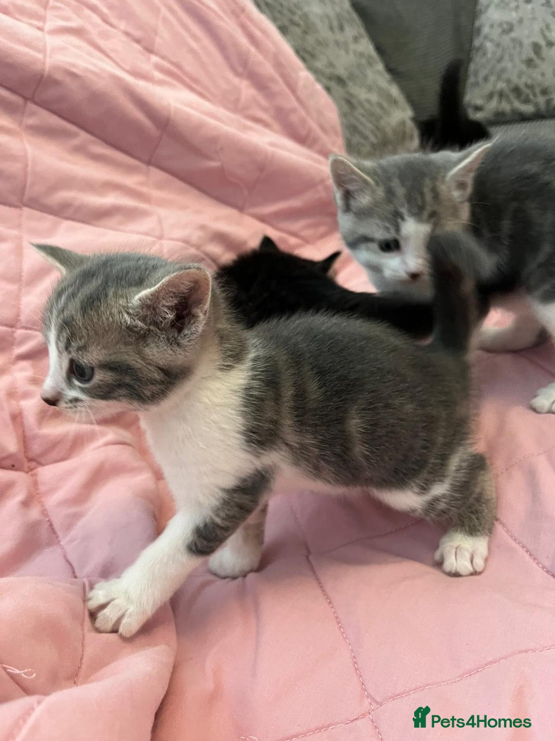 Mixed Breed cats for sale: Mixed Bengal Kittens  - Image 11
