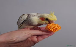 Cockatiels birds for sale: Hand reared silly tame DNA sexed baby cockatiels  - Image 9