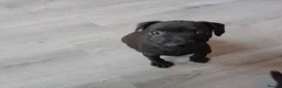 Patterdale Terrier dogs for sale: Pattersdale pups - Advert 4