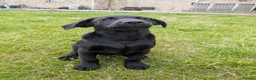 Labrador Retriever dogs for sale: KC'd Working/Trialing Pedigree Male Lab pup - Advert 4